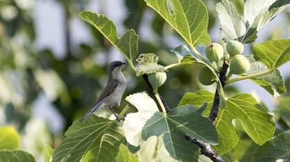 Küçük akgerdanlı ötleğen