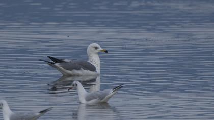 Van gölü martısı