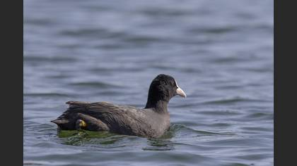 Eurasian Coot