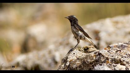 Aksırtlı kuyrukkakan