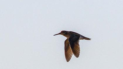 Küçük suçulluğu