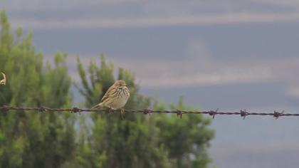 Meadow Pipit