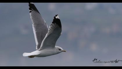 Küçük gümüş martı