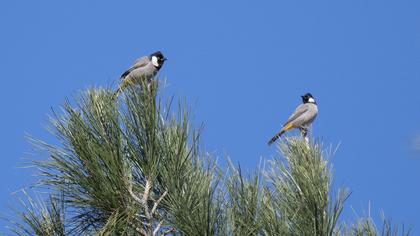 Akyanaklı arapbülbülü