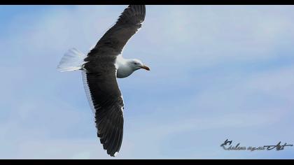 Lesser Black-backed Gull