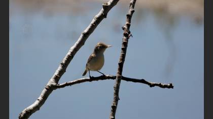 Eastern Olivaceous Warbler