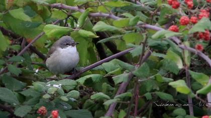 Küçük akgerdanlı ötleğen