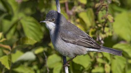 Karaboğazlı ötleğen