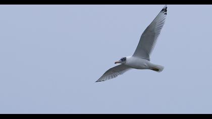 Pallas`s Gull