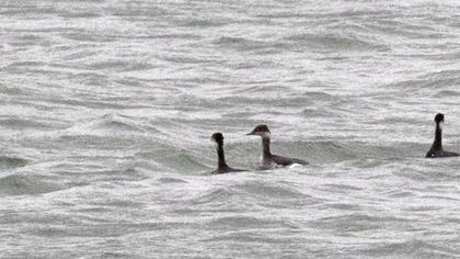 Karaboyunlu batağan