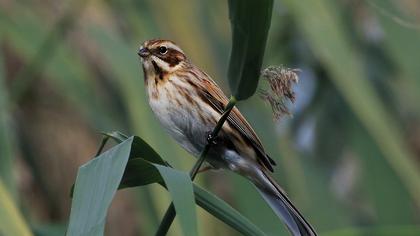 Bataklık Kirazkuşu