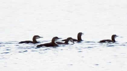 Karagerdanlı dalgıç