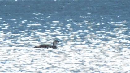 Kızılgerdanlı dalgıç