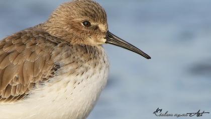 Karakarınlı kumkuşu