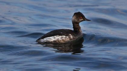Karaboyunlu batağan