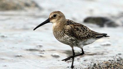 Karakarınlı kumkuşu