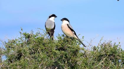 Karaalınlı örümcekkuşu