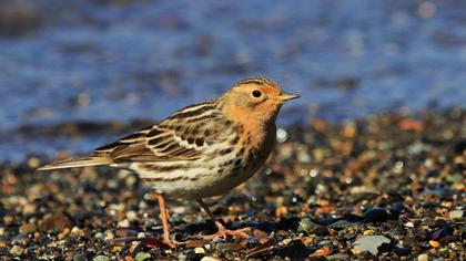 Kızılgerdanlı incirkuşu