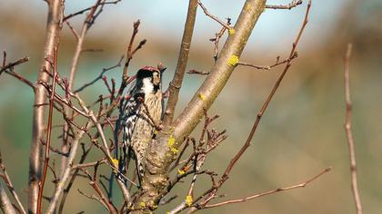 Küçük ağaçkakan