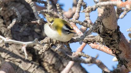 Sürmeli çalıkuşu
