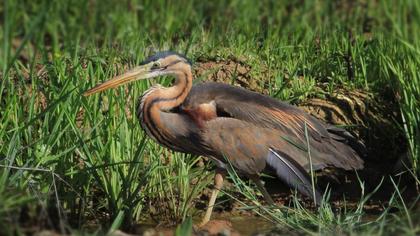 Erguvani balıkçıl