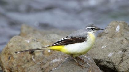 Dağ kuyruksallayanı