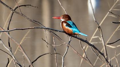 İzmir yalıçapkını
