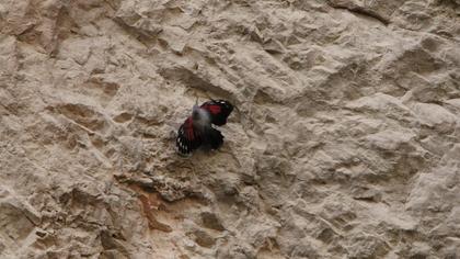 Duvar tırmaşıkkuşu