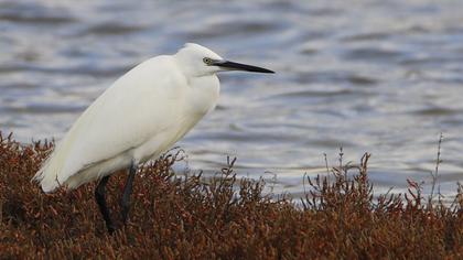 Küçük ak balıkçıl