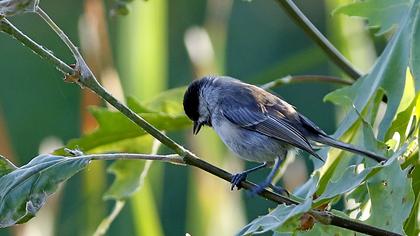 Akyanaklı baştankara