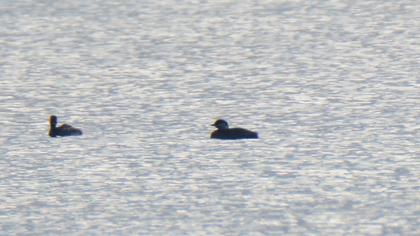 Kızılboyunlu batağan