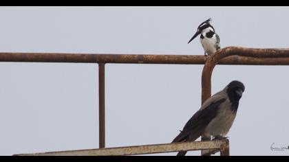 Alaca yalıçapkını