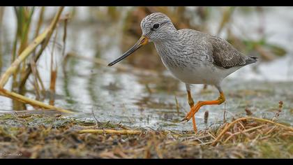 Terek düdükçünü