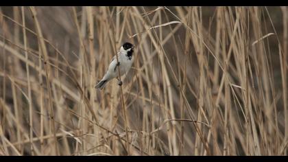 Bataklık Kirazkuşu
