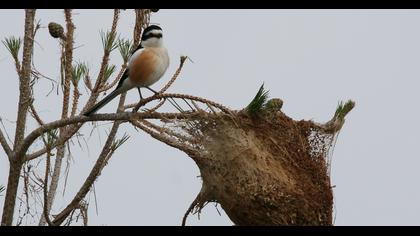 Maskeli örümcekkuşu
