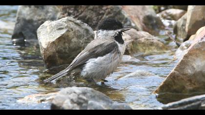 Akyanaklı baştankara