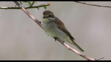 Kızılsırtlı örümcekkuşu