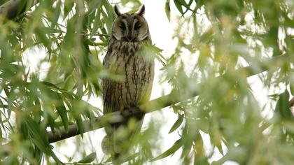 Kulaklı orman baykuşu