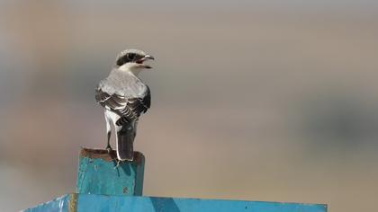 Karaalınlı örümcekkuşu