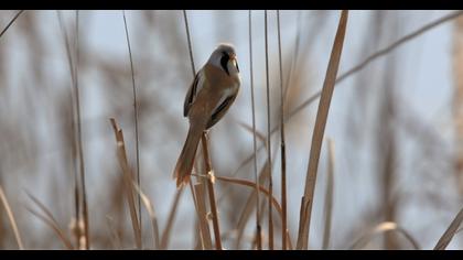 Bıyıklı baştankara