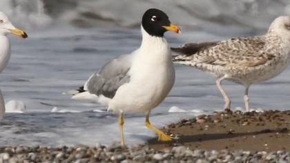 Büyük karabaş martı