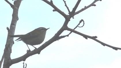 Sürmeli çalıkuşu