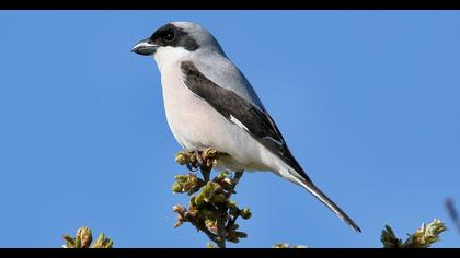 Karaalınlı örümcekkuşu