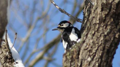 Orman alaca ağaçkakanı