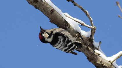 Küçük ağaçkakan