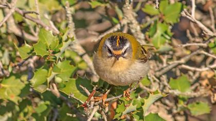 Sürmeli çalıkuşu