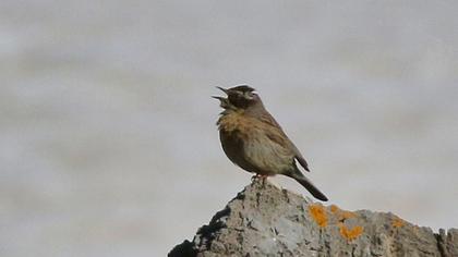 Sürmeli dağbülbülü