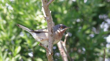Bıyıklı ötleğen