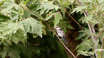 Maskeli örümcekkuşu