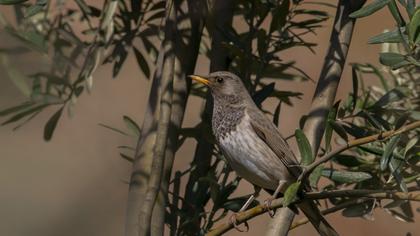 Karagerdanlı ardıç